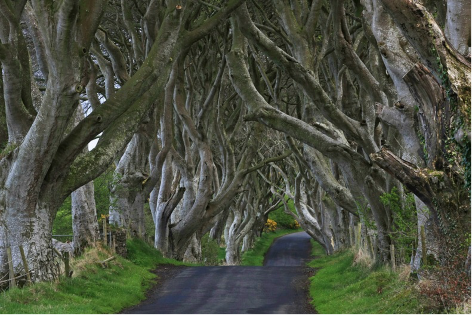 Game of Thrones Dark Hedges