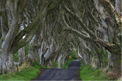 Game of Thrones Dark Hedges